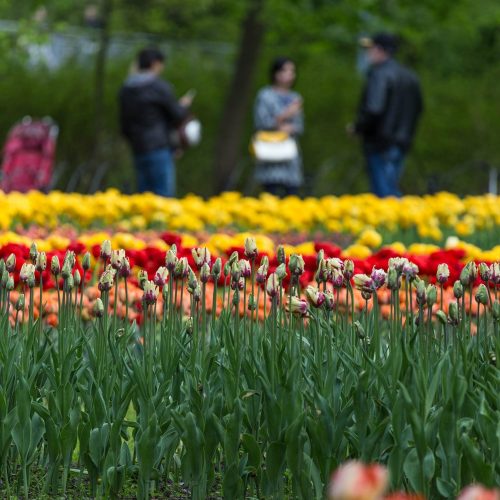 People standing around admiring the flowers in St Stephen's Green Park.