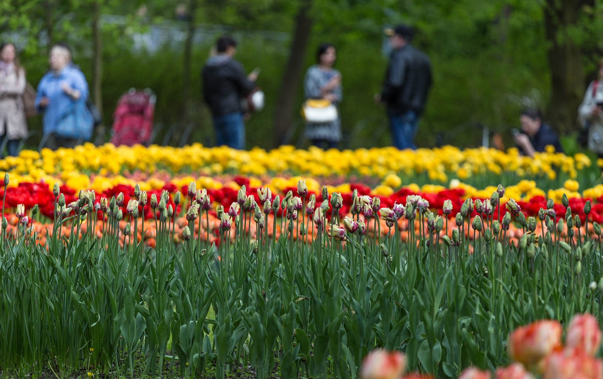 People standing around admiring the flowers in St Stephen's Green Park.